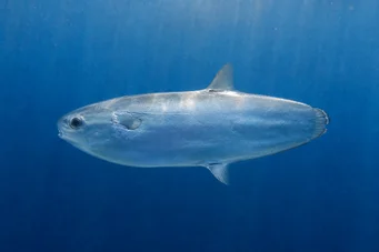 Ranzania typus Mola typus