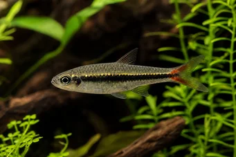 Rasbora borapetensis Red -tailed