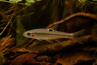 Rasbora dorsiocellata Rasbora at Ocelle