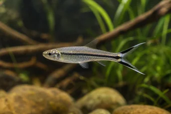 Rasbora trilineata Rasbora scissors