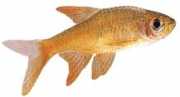 Rasbora vaterifloris Pearl