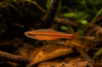 Rasbora vaterifloris Pearl