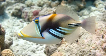 Rhinecanthus aculeatus