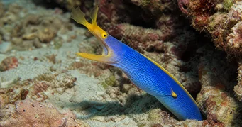 Rhinomuraena amboinensis Blue ribbon