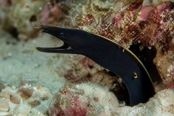 Rhinomuraena quaesita noir Black ribbon wall