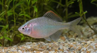 Rhodeus ocellatus Rhodeus ocellatus