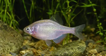 Rhodeus sericeus