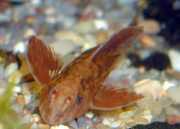 Rineloricaria sp rouge Rineloricaria Red