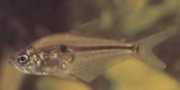 Roeboides caucae Characin du Cauca