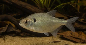 Roeboides descalvadensis Hunchback, head at the bottom of Descalvado