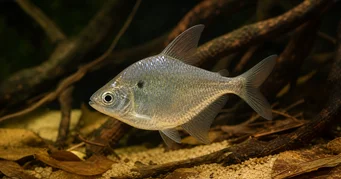 Roeboides meeki Glass tetra