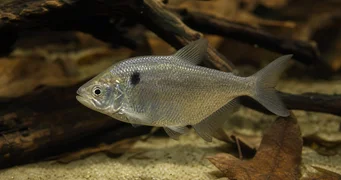 Roeboides paranensis Hunchback, head at the bottom of Paraguay