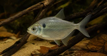 Roeboides thurni Thum glass tetra
