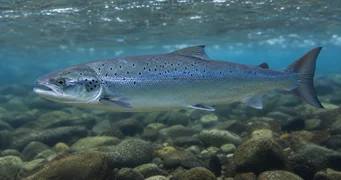 Salmo salar