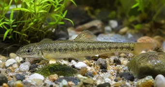 Sarcocheilichthys sinensis China stud