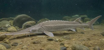 Scaphirhynchus platorhynchus Platform sturgeon
