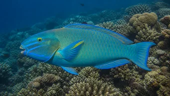 Scarus ghobban Lumber fish