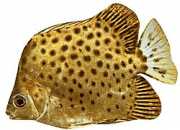 Scatophagus argus Scatophage
