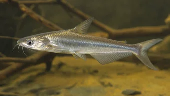 Schilbe intermedius Silver catfish