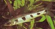 Schizodon fasciatus Fasciated Schizodon