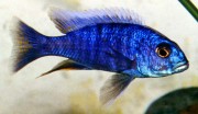Sciaenochromis fryeri Ahli