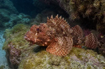 Scorpaena