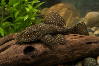 Silure ancistrus (Ancient)