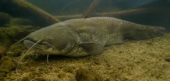 Silurus glanis Glane catfish / Large catfish