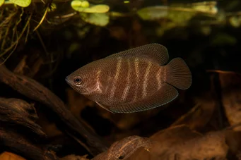 Sphaerichthys osphromenoides (Chocolate gourami)
