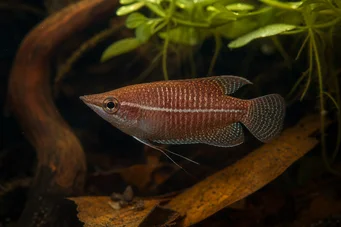 Sphaerichthys vaillanti (Samurai gourami)