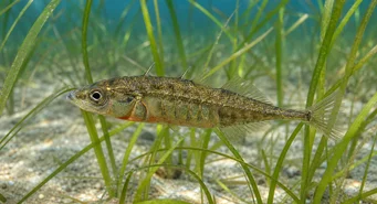 Spinachia spinachia Sea Epinoche