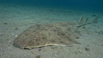 Squatina squatina Sea angel