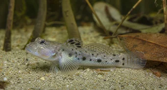 Stigmatogobius sadanundio Spotted gobie