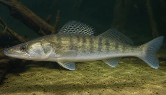 Stizostedion lucioperca Sorter