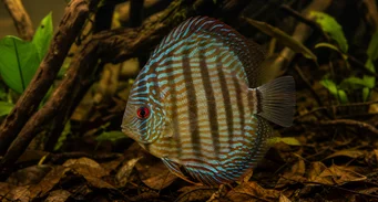 Symphisodon aequifasciata Green discus