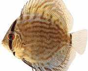 Symphysodon aequifasciat... Blue discus