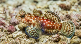 Synchiropus stellatus Star Mandarin Fish