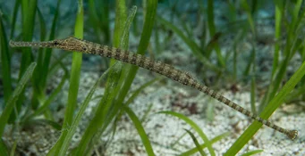 Syngnathoides biaculeatus Corny sea needle