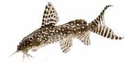 Synodontis angelicus Sower angel