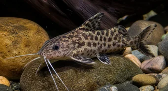 Synodontis contractus (Synodontis Contractions)