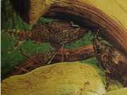 Synodontis nigriventris Congo's black head cat