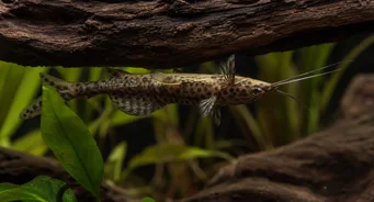 Synodontis nigriventris (Synodontis)