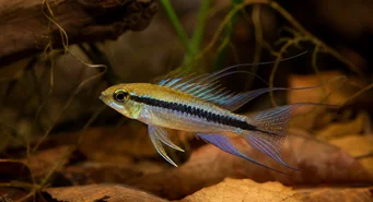 Taeniacara candidi Candidate