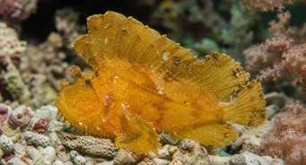 Taenianotus triacanthus Scorpion Leaf fish