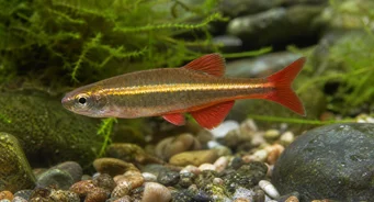 Tanichthys albonubes