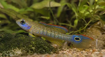 Tateurndina ocellicauda Ocean gobie