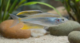 Telmatherina ladigesi