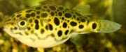 Tetraodon schoutedeni Congo tetraodon, Leopard...