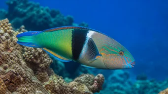 Thalassoma duperreyi Girelle-Paon à Selle