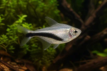 Thayeria boehlkei Penguin fish
